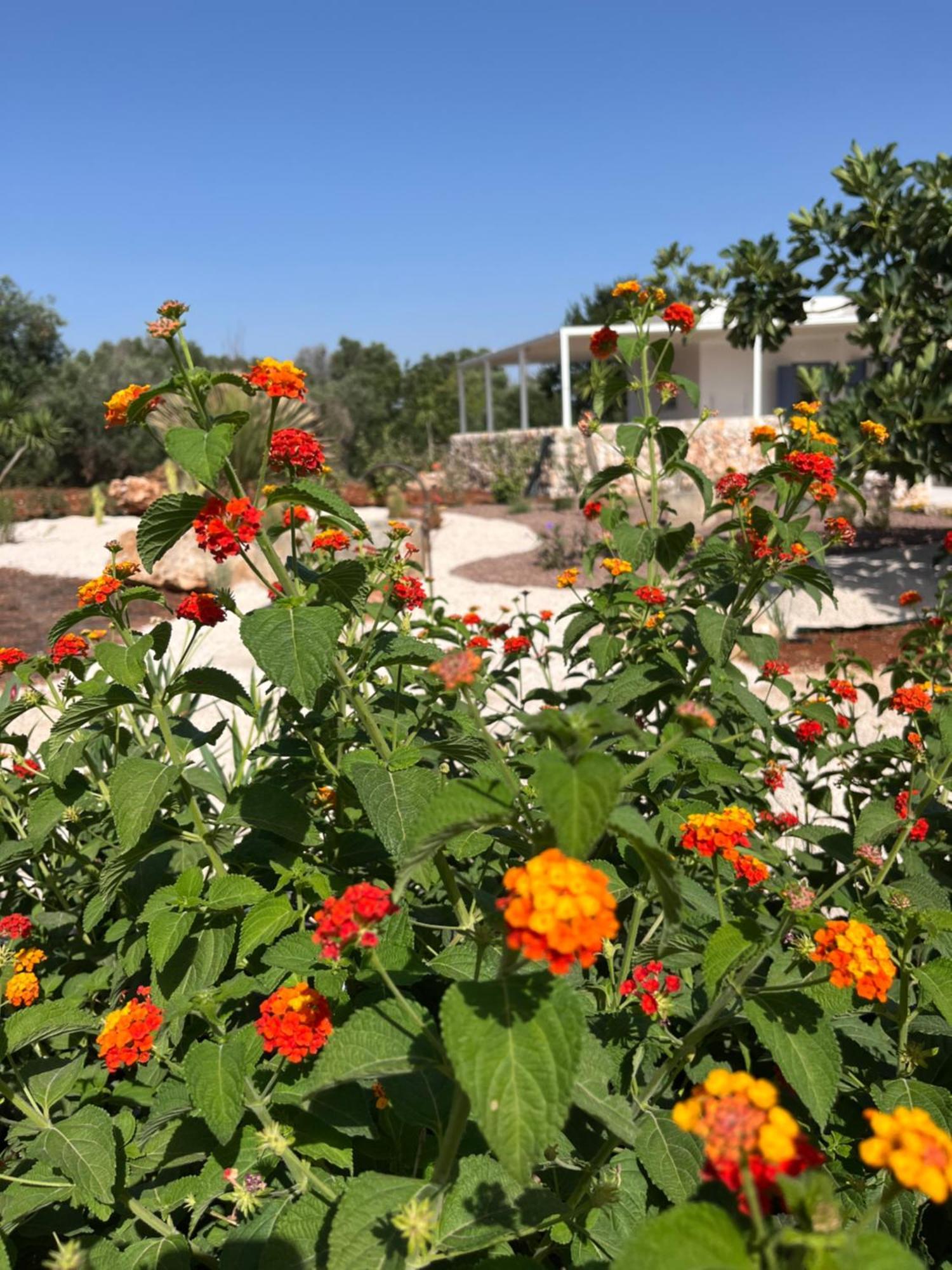 הוילה צ'לייה מספיקה I Trulli Di Alice מראה חיצוני תמונה